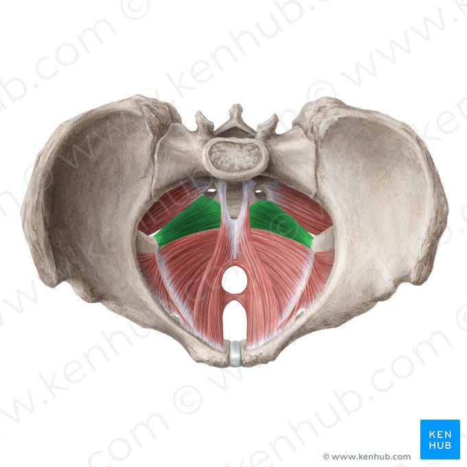 Músculo coccígeo (Musculus coccygeus); Imagem: Liene Znotina