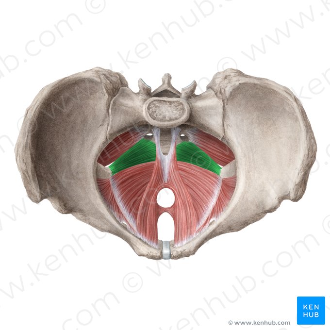 Musculus coccygeus (Steißbeinmuskel); Bild: Liene Znotina