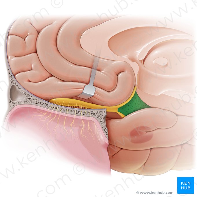 Substantia perforata anterior (Vordere perforierte Substanz); Bild: Paul Kim