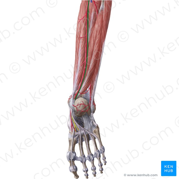 Tibial nerve (Nervus tibialis); Image: Liene Znotina