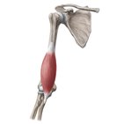 Brachialis muscle