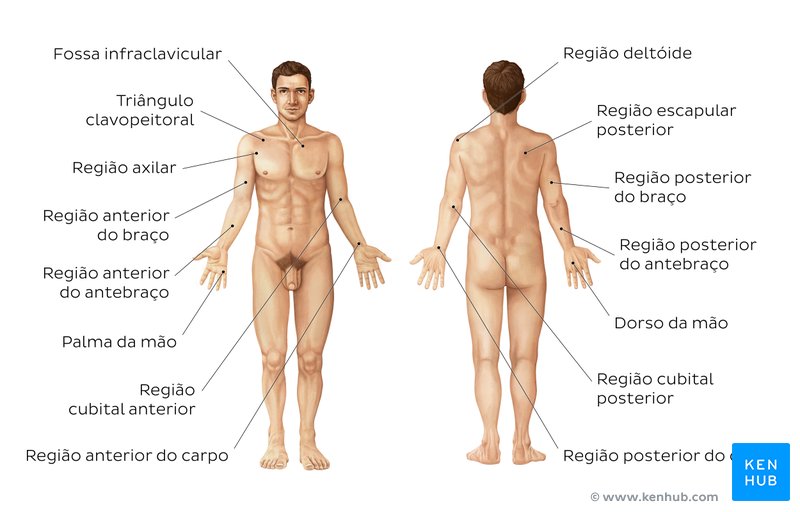 Estude as principais regiões do membro superior com este prático desenho com os nomes das estruturas