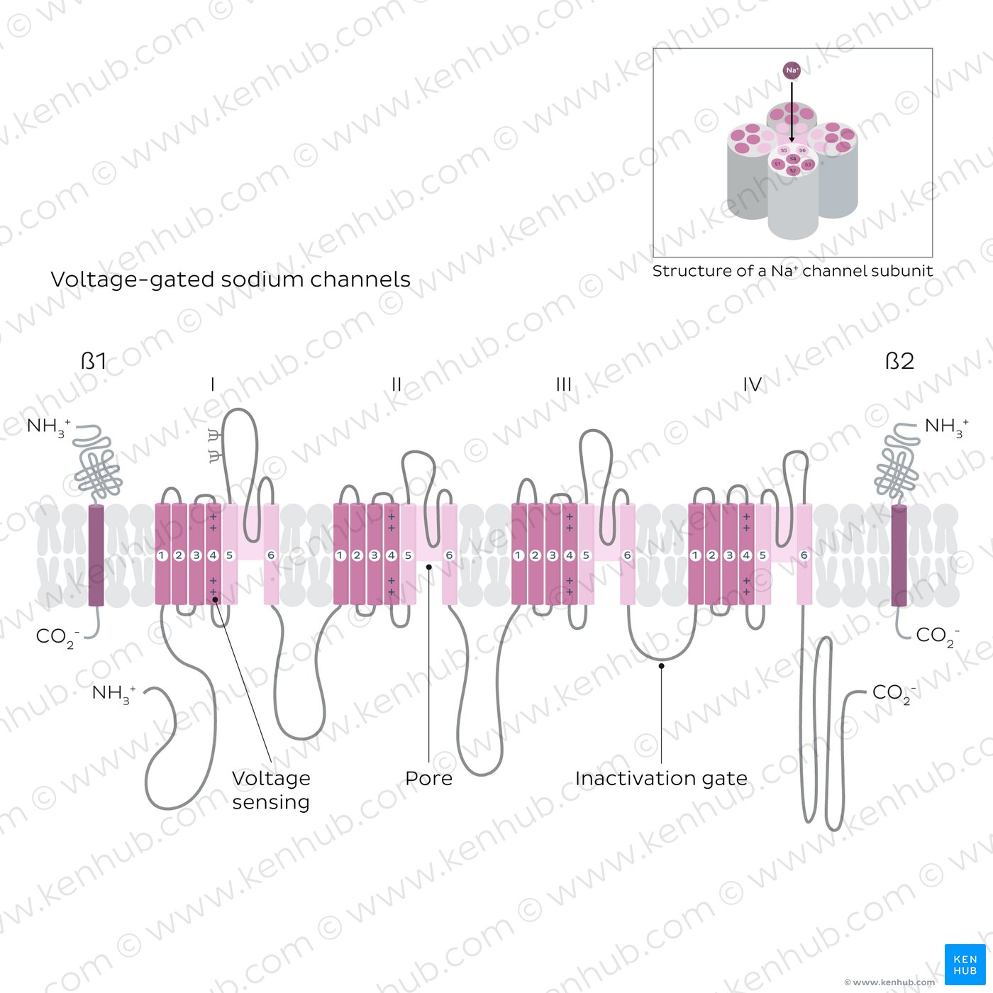 Microstructure of voltage-gated sodium ion channels