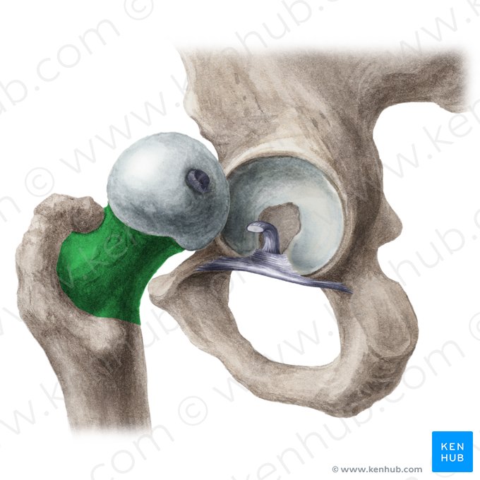 Neck of femur (Collum ossis femoris); Image: Liene Znotina