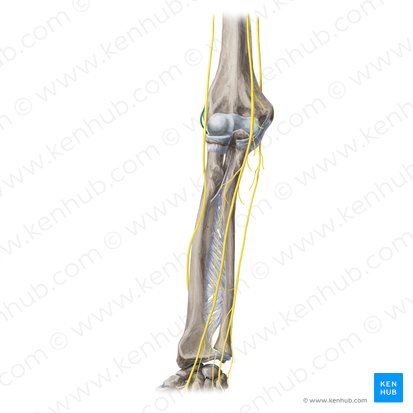 Ramo profundo do nervo radial (Ramus profundus nervi radialis); Imagem: Yousun Koh