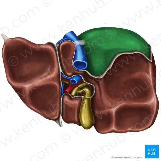 Area nuda hepatis (Nackte Fläche der Leber); Bild: Irina Münstermann