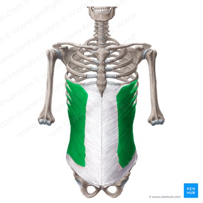 Músculo oblíquo externo do abdome (Musculus obliquus externus abdominis); Imagem: Yousun Koh