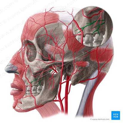 Arteria buccalis (Wangenarterie); Bild: Yousun Koh