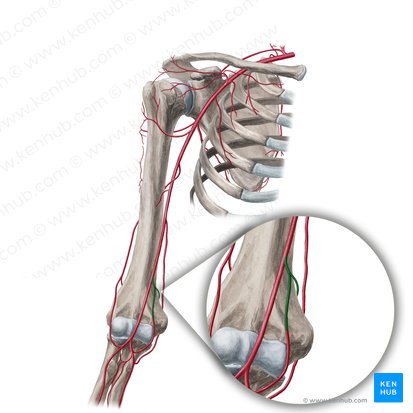 Inferior ulnar collateral artery (Arteria collateralis ulnaris inferior); Image: Yousun Koh