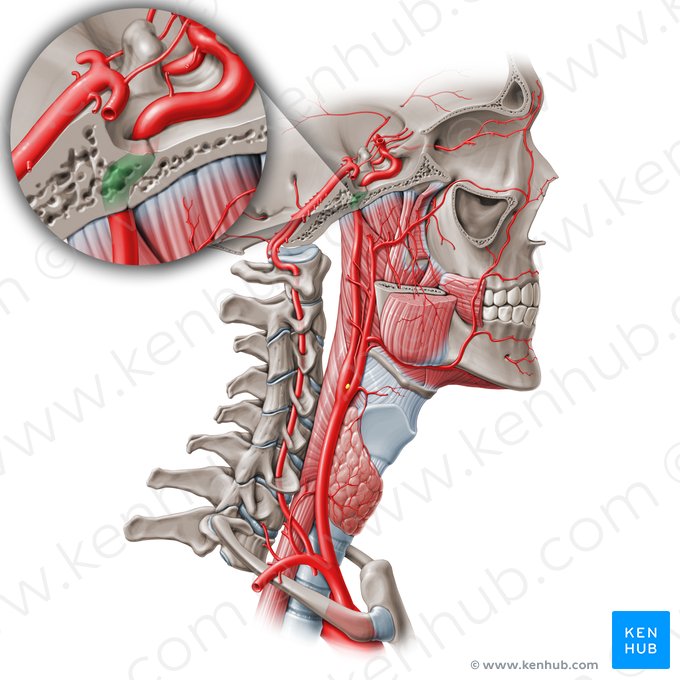 Parte petrosa da artéria carótida interna (C2) (Pars petrosa arteriae carotidis internae (C2)); Imagem: Paul Kim