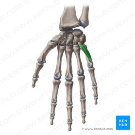 Opponens digiti minimi muscle of hand (Musculus opponens digiti minimi manus); Image: Yousun Koh