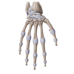 Ligamentos de la muñeca y de la mano
