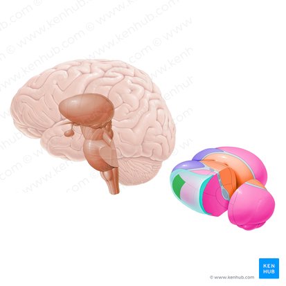 Thalamic nuclei: Connections, functions and anatomy | Kenhub