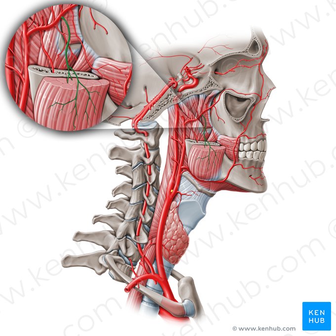 Artéria massetérica (Arteria masseterica); Imagem: Paul Kim