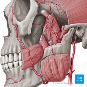 Posterior superior alveolar artery (Arteria alveolaris superior posterior); Image: Paul Kim