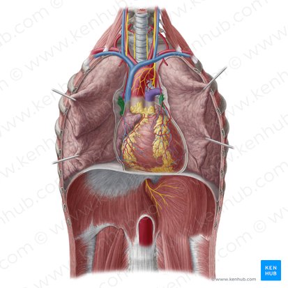 Pulmonary veins (Venae pulmonales); Image: Yousun Koh