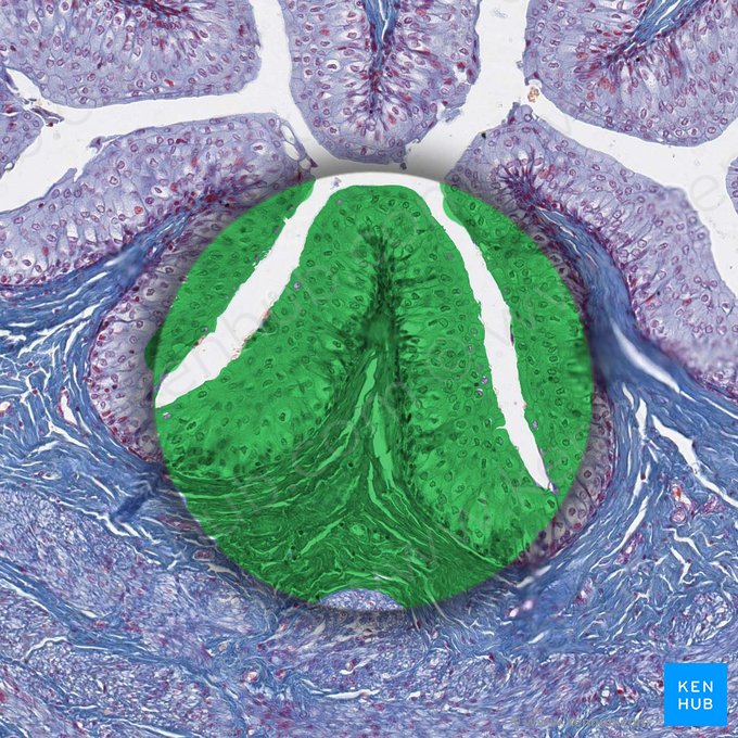 Mucosa (Tunica mucosa); Imagem: 