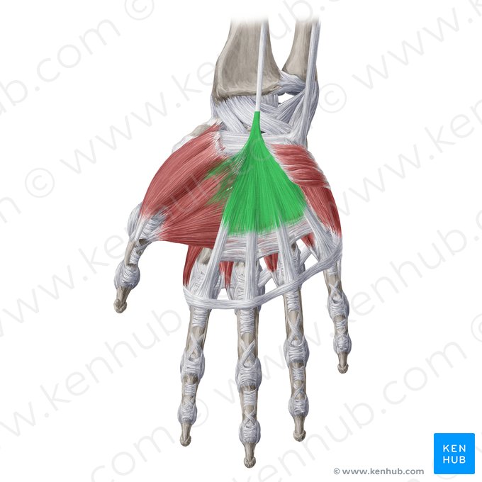 Aponeurose palmar (Aponeurosis palmaris); Imagem: Yousun Koh