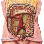 Inferior mesenteric artery