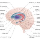 Basal ganglia pathways