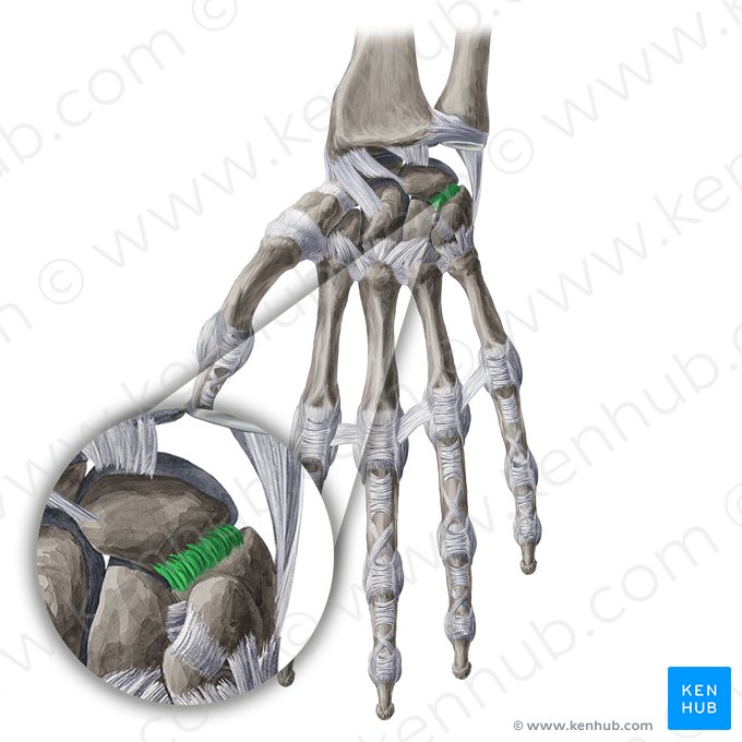 Ligamento semilunar piramidal palmar (Ligamentum lunotriquetrum palmare); Imagen: Yousun Koh