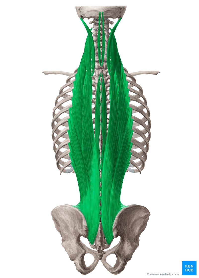 oUqtpLLjCud7hwefc0ghVg_zEXp3k0qcNv6HLlr4elMw_Erector_spinae_muscles.png