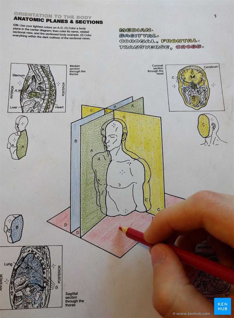 Apprenez l'anatomie avec un livre de coloriage