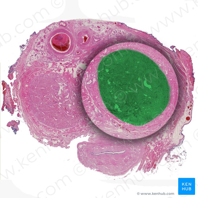 Corpus cavernosum of penis (Corpus cavernosum penis); Image: 