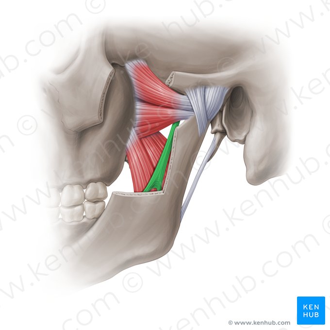 Ligamento esfenomandibular (Ligamentum sphenomandibulare); Imagen: Paul Kim