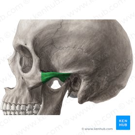 Posterior and lateral views of the skull: Anatomy | Kenhub
