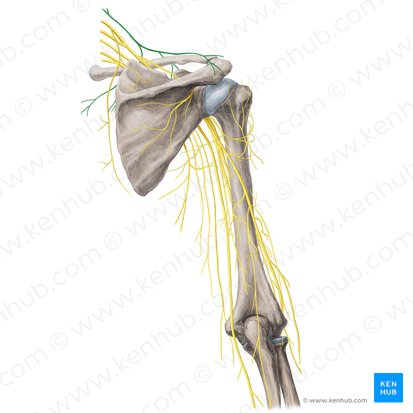 Supraclavicular nerves (Nervi supraclaviculares); Image: Yousun Koh