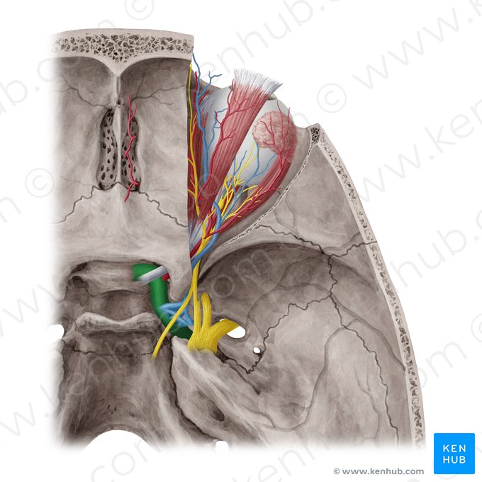 Internal carotid artery (Arteria carotis interna); Image: Yousun Koh