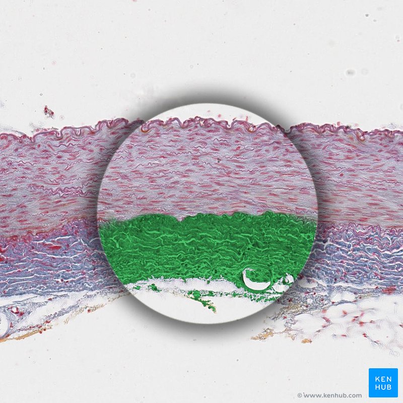 Arterial tunica adventitia - histological slide