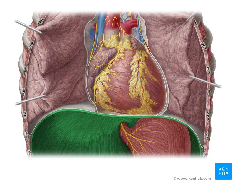 Diaphragm