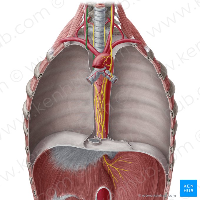 Nervio vago derecho (Nervus vagus dexter); Imagen: Yousun Koh