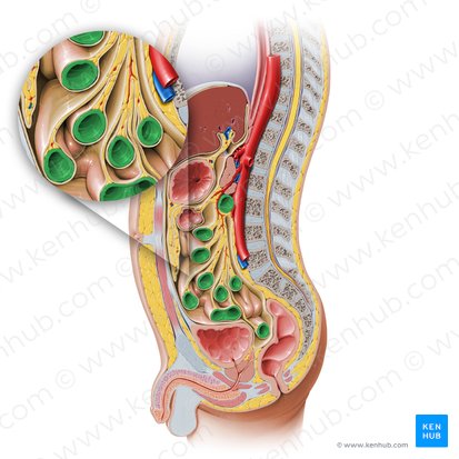 Intestinum tenue (Dünndarm); Bild: Paul Kim