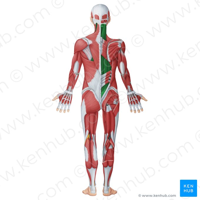 Músculos profundos do dorso (Musculi dorsi proprii); Imagem: Irina Münstermann