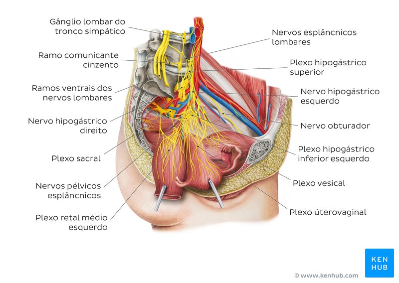 Nervos da pelve feminina- vista lateral direita