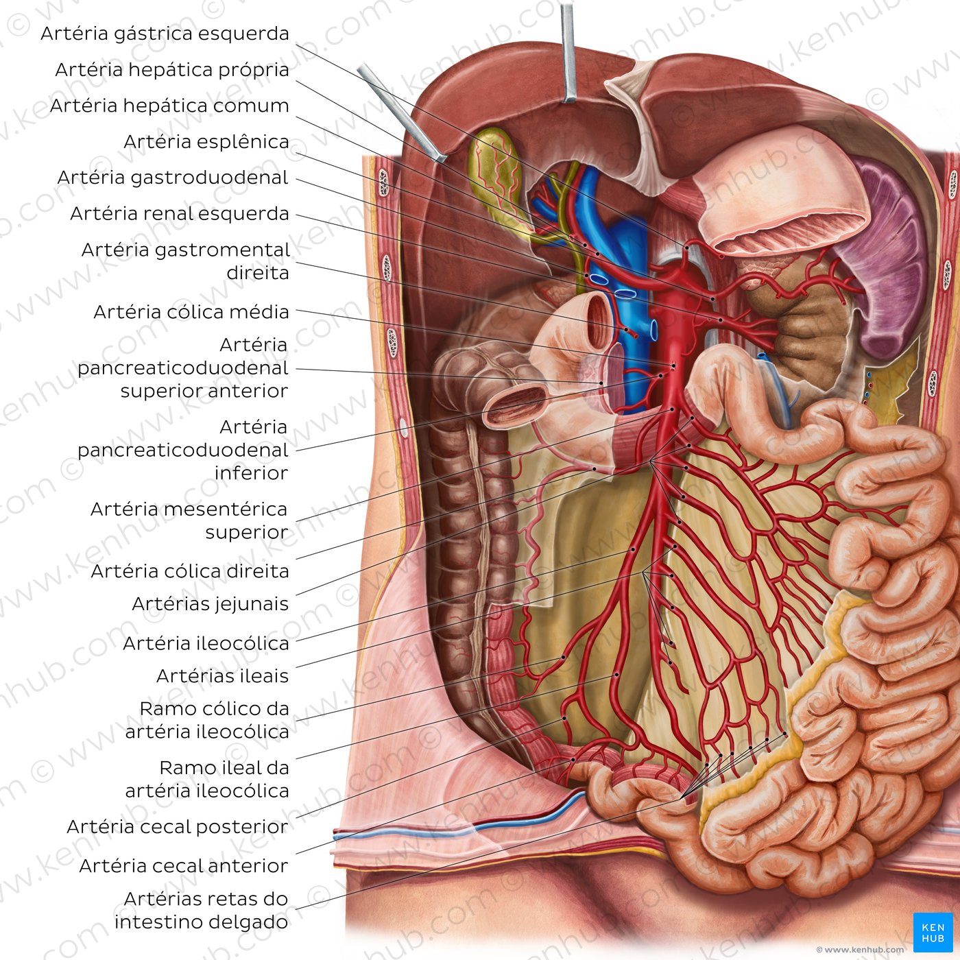 Vasos sanguíneos do intestino delgado - um diagrama