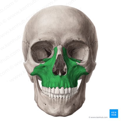 Maxila (Maxilla); Imagem: Yousun Koh