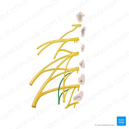 Accessory obturator nerve (Nervus obturatorius accessorius); Image: Begoña Rodriguez