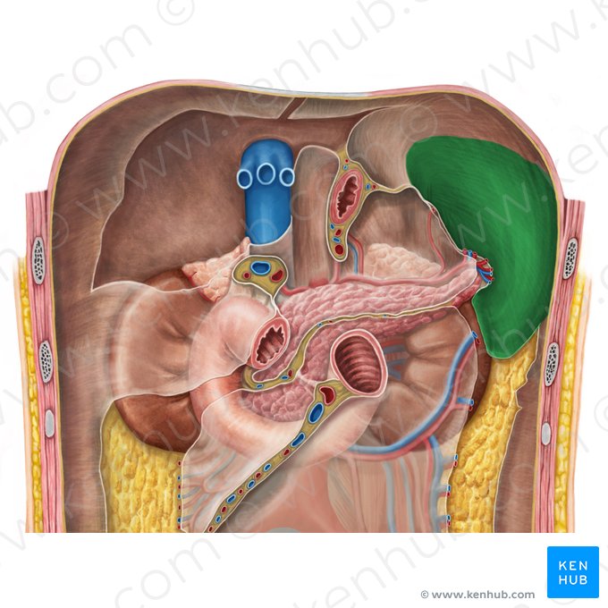 Splenic recess (Recessus splenicus); Image: Irina Münstermann