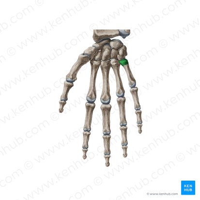 Base do 5.º metacarpal (Basis ossis metacarpi 5); Imagem: Yousun Koh