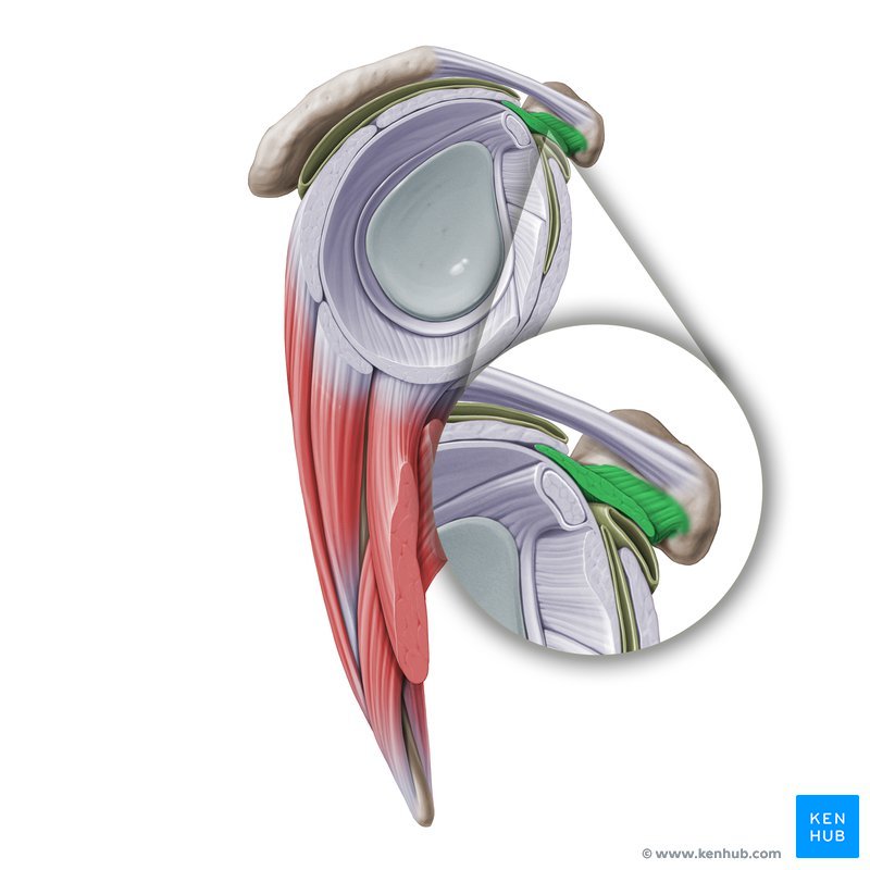 Coracohumeral ligament (lateral view)