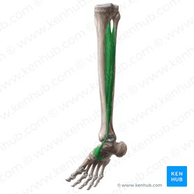 Musculus tibialis posterior (Hinterer Schienbeinmuskel); Bild: Liene Znotina