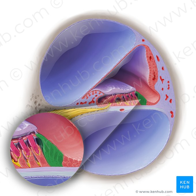 Célula limitante externa do órgão espiral (Epitheliocyti limitantes externi organi spiralis); Imagem: Paul Kim