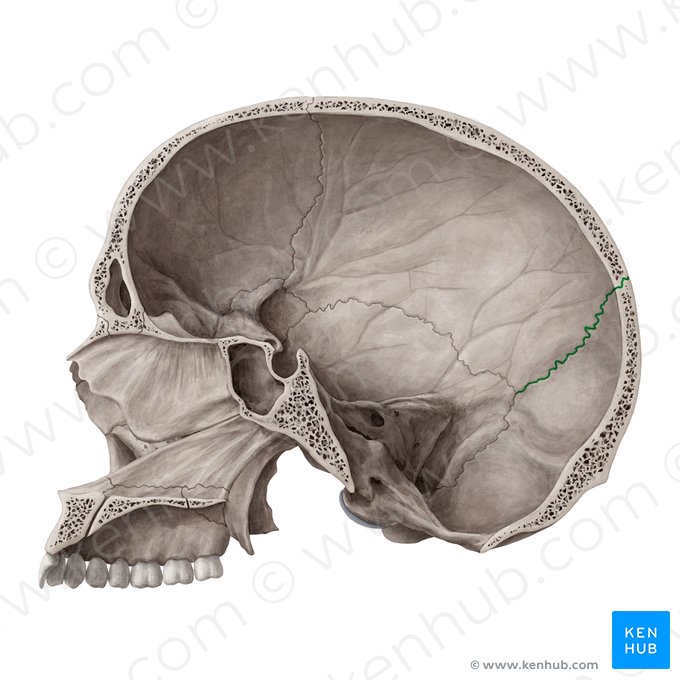 Sutura lambdoide (Sutura lambdoidea); Imagem: Yousun Koh