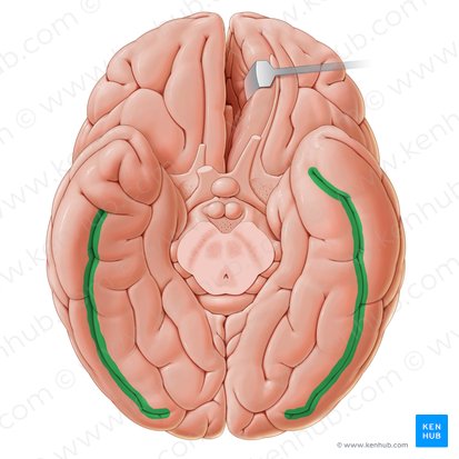 Surco occipitotemporal (Sulcus occipitotemporalis); Imagen: Paul Kim