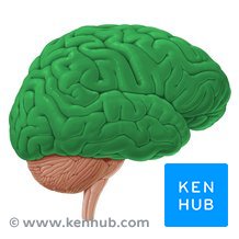 邦楽 sukekiyo Ius Cerebri / Sinistro Cerebrum maxresdefault.jpg?sqp=-