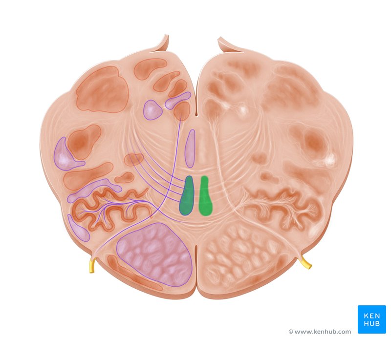 Medial lemniscus - cross-sectional view